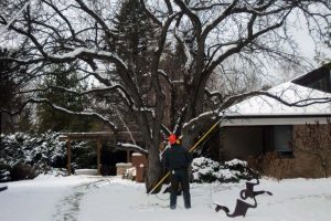 How to recognize damaged trees