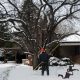 Preparing your trees for winter