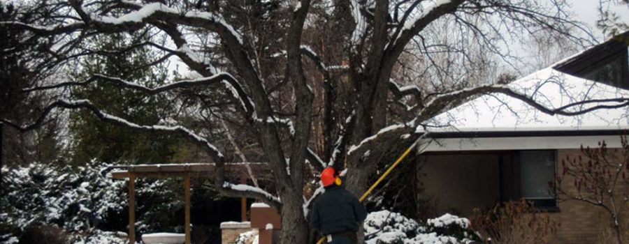 How to recognize damaged trees