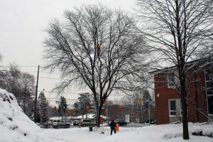 Repair trees damaged in 2013 ice storm