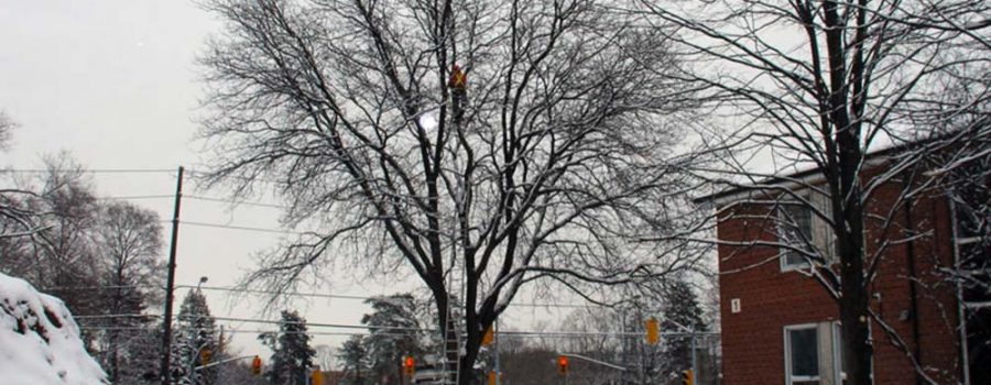 Repair trees damaged in 2013 ice storm