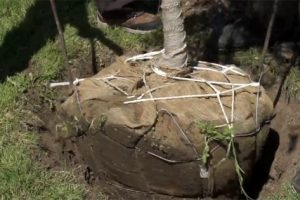 Tree Planting Image