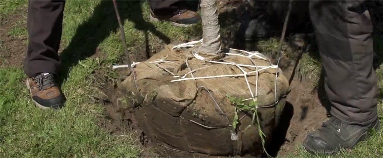 Tree Planting Image