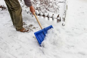 Deicing salt can harm landscape plants