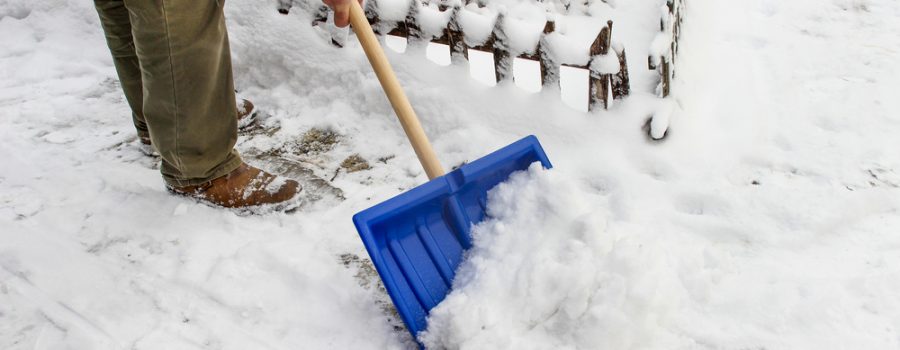 Deicing salt can harm landscape plants