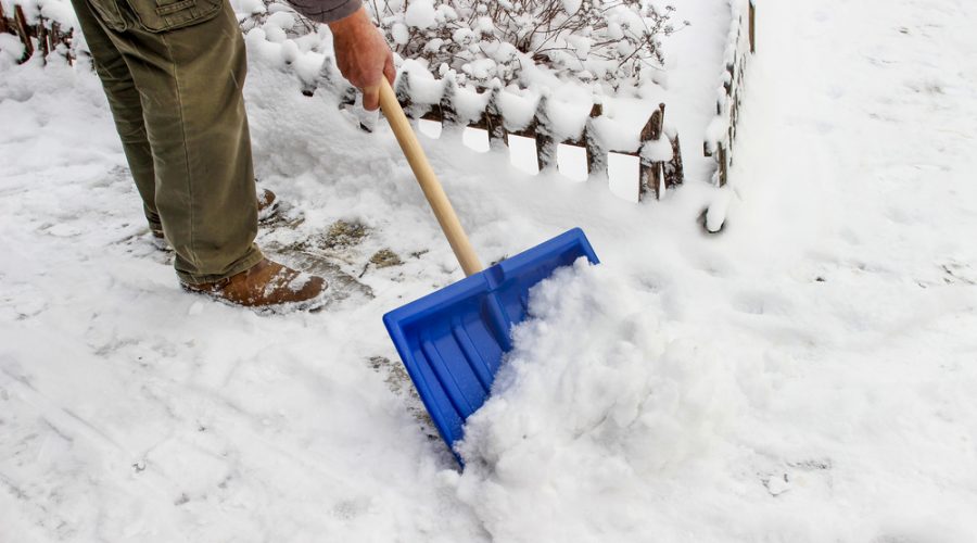 Deicing salt can harm landscape plants