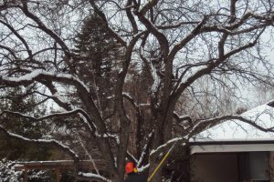 Winter Pruning and Removal