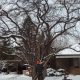 Winter Pruning and Removal