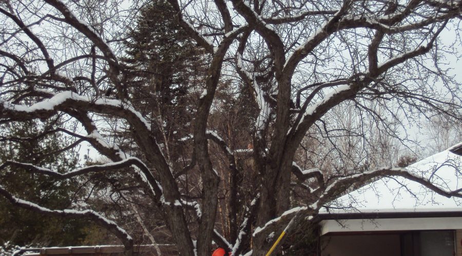 Winter Pruning and Removal